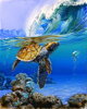 Malování podle čísel Mořská želva M991468